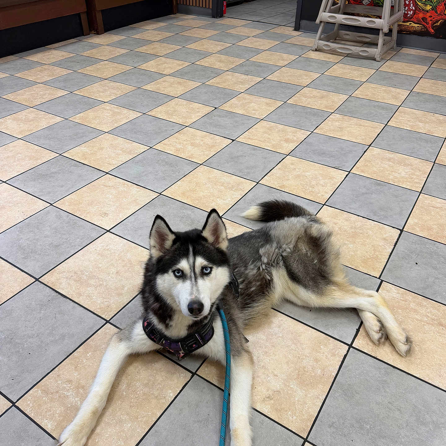 Athena Fox joined the competition — help win amazing prizes! animal, bench, black_and_white, blue_eyes, checkerboard_floor, collar, dog, fluffy, high_chair, husky, indoor, leash, lying_down, pet, photography, portrait, relaxed, siberian_husky, waiting_area, wall_art