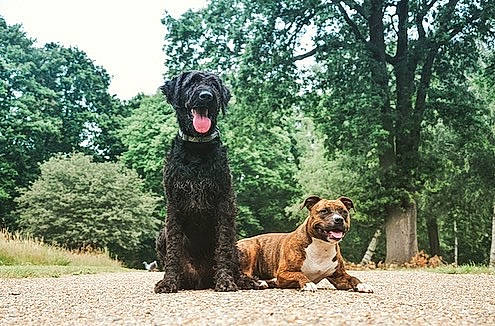 Pearl participe au concours pour gagner de l'argent avec cette photo : boerboel, canidae, carnivore, dog, dog_breed, fawn, fila_brasileiro, giant_dog_breed, guard_dog, mammal, rare_breed_dog, sporting_group, vertebrate