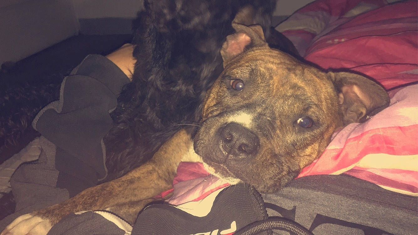 Pearl a rejoint le concours — aidez-le/la à gagner de superbes lots ! alaunt, american_pit_bull_terrier, american_staffordshire_terrier, canidae, carnivore, dog, dog_breed, ear, eye, fawn, head, mammal, mountain_cur, non_sporting_group, nose, pit_bull, puppy, snout, staffordshire_bull_terrier, whiskers