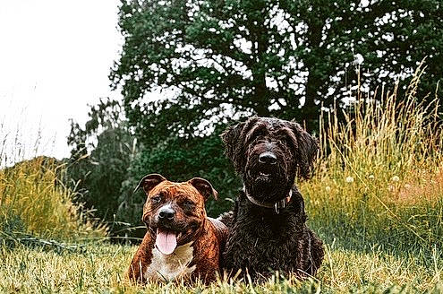 Pearl a rejoint le concours — aidez-le/la à gagner de superbes lots ! canidae, carnivore, dog, dog_breed, german_wirehaired_pointer, hunting_dog, liver, mammal, pointing_breed, pudelpointer, rare_breed_dog, spaniel, sporting_group, vertebrate, wirehaired_pointing_griffon