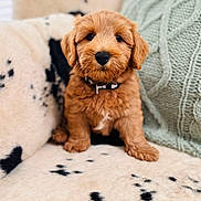 Ted is registered to the contest to win money with this photo: adorable, animal, black_spots, blanket, brown, collar, couch, cozy, cute, dog, domestic, fluffy, fur, indoor, knitted_pillow, pet, portrait, puppy, sitting, small