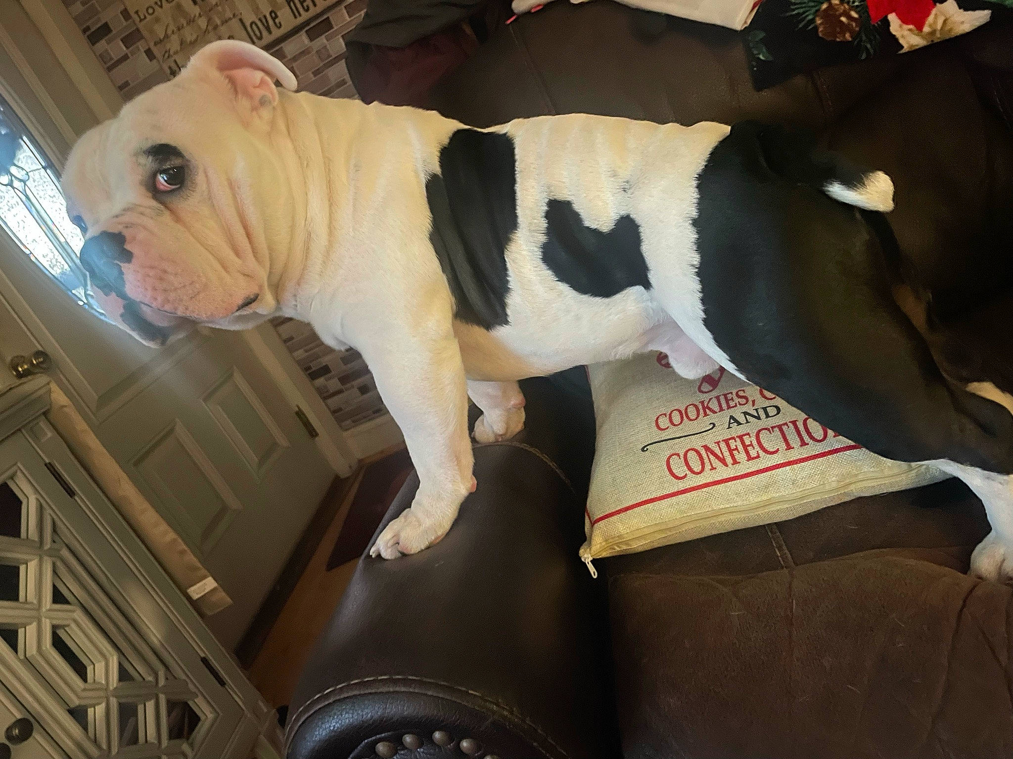 Ali joined the competition — help win amazing prizes! bulldog, canidae, carmine, carnivore, companion_dog, couch, dog, dog_breed, fawn, fur, pet_supply, plush, snout, sporting_group, stuffed_toy, tail, terrestrial_animal, toy, wood, working_animal