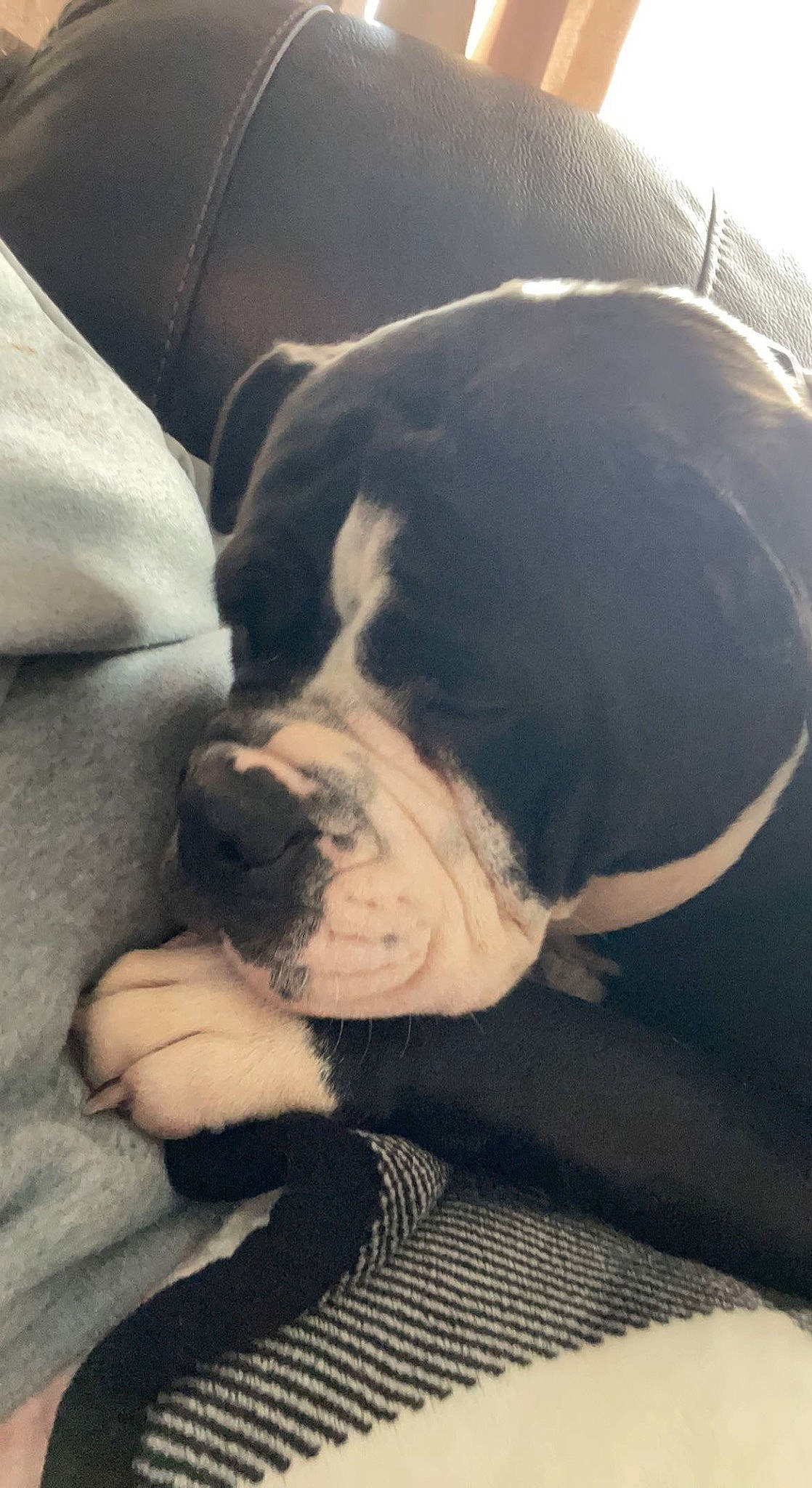 Phatty joined the competition — help win amazing prizes! bulldog, canidae, carnivore, cloud, comfort, companion_dog, dog, dog_breed, dog_collar, ear, eye, fawn, fur, giant_dog_breed, snout, sporting_group, whiskers, window, working_animal, wrinkle