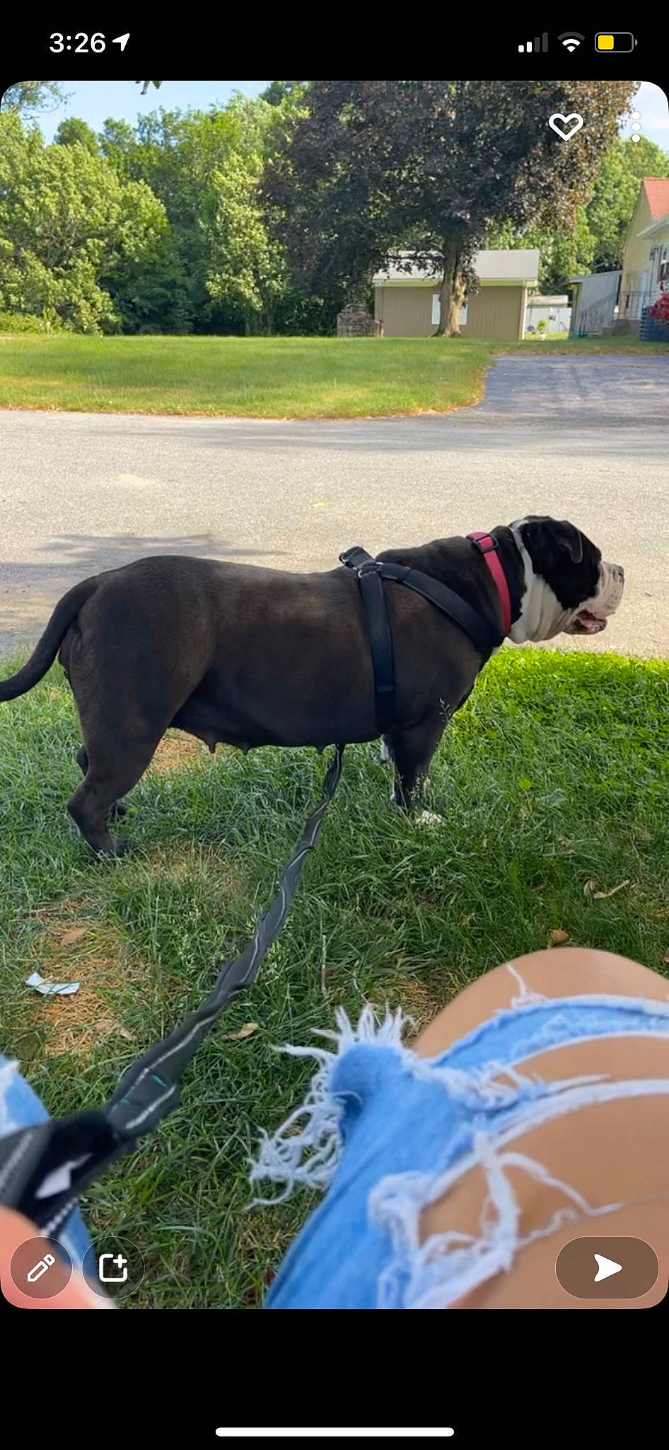 Phatty joined the competition — help win amazing prizes! canidae, carnivore, collar, companion_dog, dog, dog_breed, dog_collar, dog_supply, fashion_accessory, fawn, grass, leash, liver, pet_supply, plant, snout, sporting_group, tail, tree, working_animal