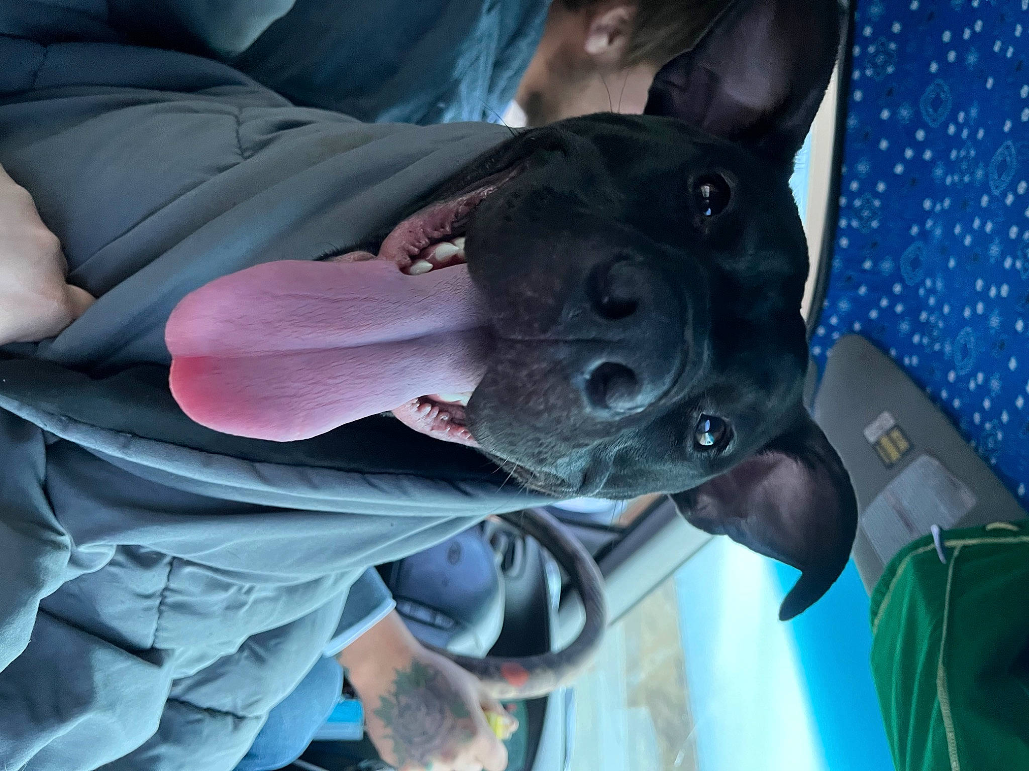 Dixie is registered to the contest to win money with this photo: blue, canidae, carmine, costume, dog, dog_breed, electric_blue, fashion_accessory, fawn, fictional_character, fun, helmet, mask, personal_protective_equipment, product, purple, sporting_group, working_animal