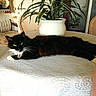 cat, table, plant, potted_plant, chair, furniture, lace_tablecloth, indoor, black_cat, white_paws, relaxed, domestic_cat, pet, green_eyes, home, decor, vintage, cozy, resting, calm