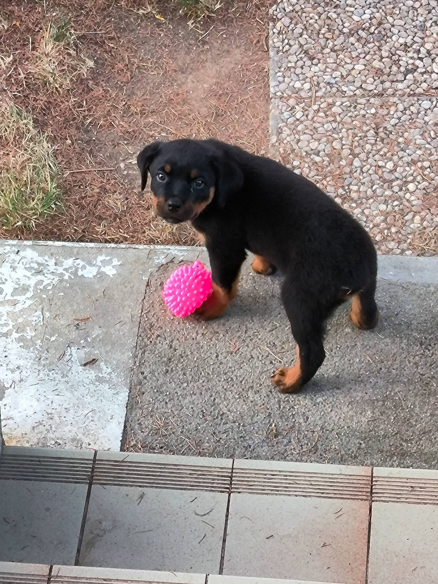 Ushka a rejoint le concours — aidez-le/la à gagner de superbes lots ! asphalt, canidae, carnivore, companion_dog, dog, dog_breed, flooring, fur, paw, plant, road_surface, sitting, snout, sporting_group, sun_bear, tail, terrestrial_animal, working_animal, working_dog