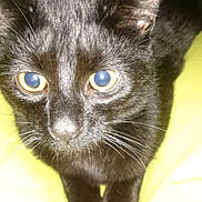 Oreo is registered to the contest to win money with this photo: