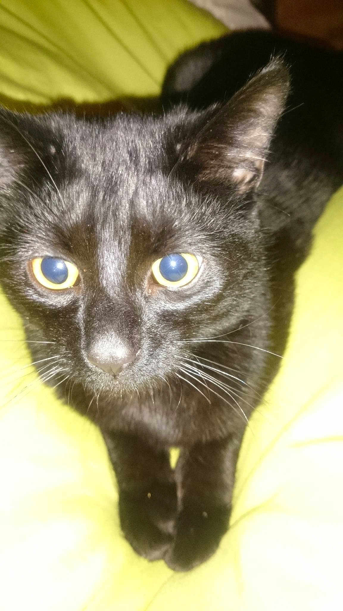 Oreo is registered to the contest to win money with this photo: