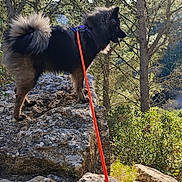 Bïa participe au concours pour gagner de l'argent avec cette photo : dog, outdoor, rock, tree, leash, nature, forest, sunlight, animal, pet, fur, tail, daylight, scenic, adventure, canine, hiking, landscape, sky, park