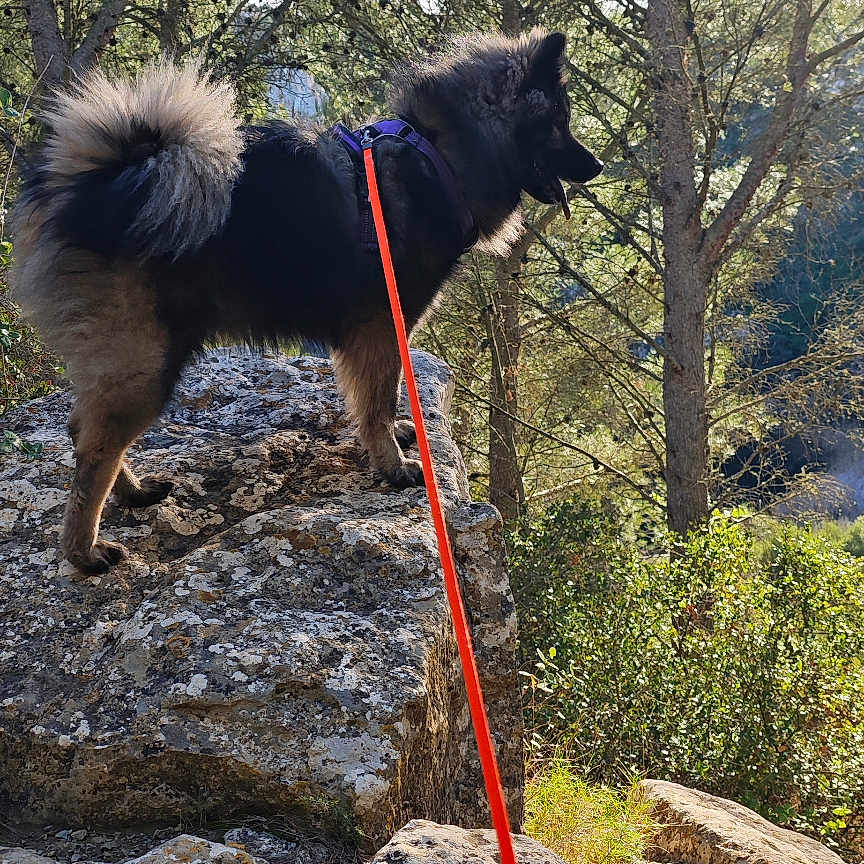 Bïa participe au concours pour gagner de l'argent avec cette photo : dog, outdoor, rock, tree, leash, nature, forest, sunlight, animal, pet, fur, tail, daylight, scenic, adventure, canine, hiking, landscape, sky, park