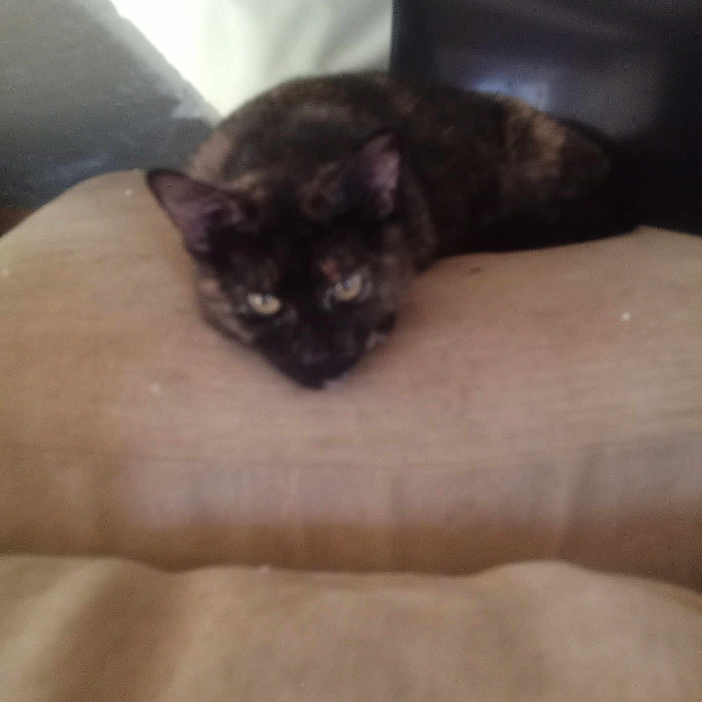 Stormy is registered to the contest to win money with this photo: animal, beige, blurred, cat, closeup, couch, ears, eyes, face, feline, fur, home, indoor, laying, pet, relaxed, resting, shadow, soft_light, tortoiseshell_cat