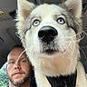 Jade is registered to the contest to win money with this photo: dog, husky, blue_eyes, man, selfie, car_interior, close_up, pet, animal, face, beard, seatbelt, window, expressionless, whiskers, fur, collar, head, indoors, portrait