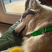 Jade is registered to the contest to win money with this photo: dog, sleeping, green_collar, tongue_out, fluffy, indoor, blanket, window, blue_background, plush_toy, cozy, resting, pet, fur, close_up, relaxed, animal, domestic, nose, ear