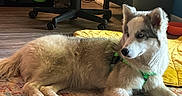 Jade joined the competition — help win amazing prizes! dog, husky, indoor, floor, rug, blanket, blue_eyes, fur, pet, animal, resting, collar, green_harness, home, carpet, furniture, chair, wood_floor, relaxed, cute