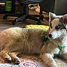 dog, husky, indoor, floor, rug, blanket, blue_eyes, fur, pet, animal, resting, collar, green_harness, home, carpet, furniture, chair, wood_floor, relaxed, cute