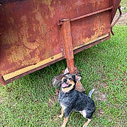 Stella is registered to the contest to win money with this photo: dog, grass, rusty_metal, outdoor, smiling, tongue_out, happy, canine, animal, nature, metal_structure, rust, greenery, pet, sitting, daylight, ears_up, friendly, ground, wood