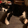 animal, black_and_white, cat, closeup, cozy, cute, domestic, feline, fur, household, indoor, laying_down, mammal, paw, pet, relaxed, resting, sleepy, soft, whiskers
