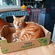 Chacha a rejoint le concours — aidez-le/la à gagner de superbes lots ! black_tiles, cardboard_box, cat, chair, dishwasher, domestic_cat, feline, fruit_bowl, fruit_box, ginger_cat, houseplant, indoor, kitchen, orange_fruit, pet, relaxed, tabby, table, window, wooden_table