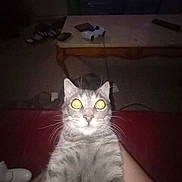 Gupp is registered to the contest to win money with this photo: cat, grey_tabby, wide_eyes, flash, indoor, game_controller, coffee_table, furniture, living_room, pet, whiskers, fur, sitting, person, lap, dim_light, curious, domestic_animal, home, yellow_eyes