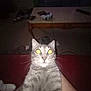 cat, grey_tabby, wide_eyes, flash, indoor, game_controller, coffee_table, furniture, living_room, pet, whiskers, fur, sitting, person, lap, dim_light, curious, domestic_animal, home, yellow_eyes