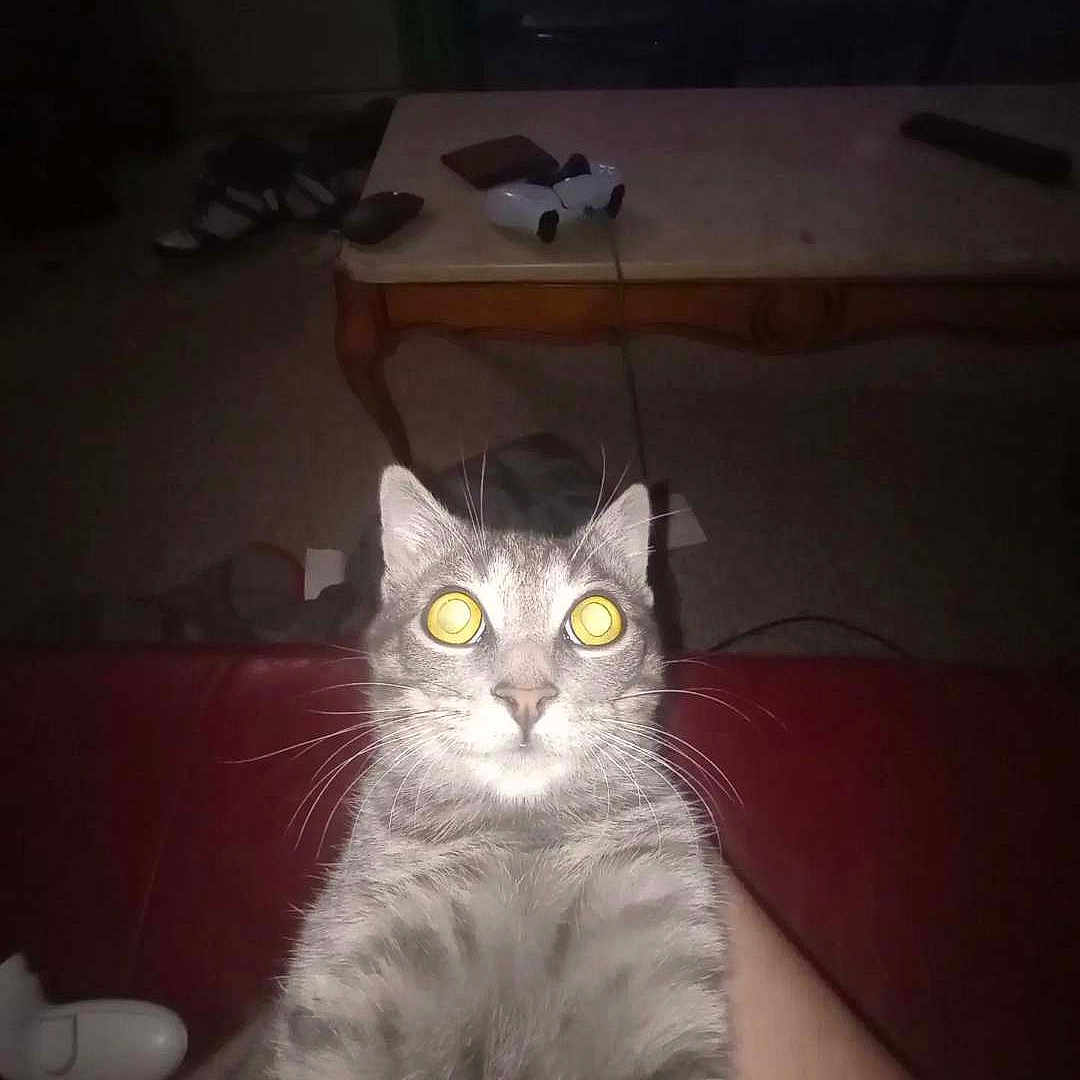 Gupp is registered to the contest to win money with this photo: cat, coffee_table, curious, dim_light, domestic_animal, flash, fur, furniture, game_controller, grey_tabby, home, indoor, lap, living_room, person, pet, sitting, whiskers, wide_eyes, yellow_eyes