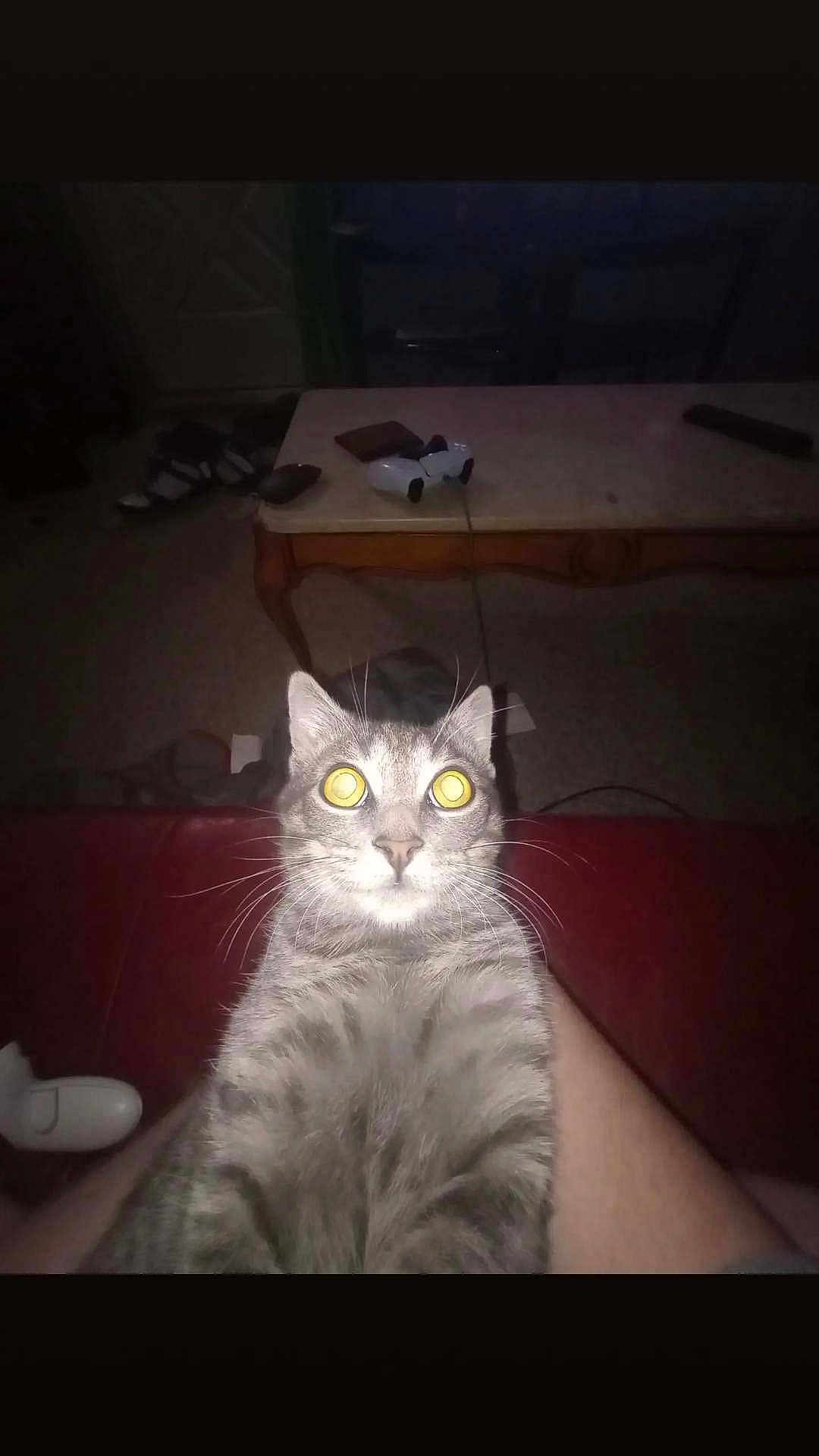 Gupp is registered to the contest to win money with this photo: cat, grey_tabby, wide_eyes, flash, indoor, game_controller, coffee_table, furniture, living_room, pet, whiskers, fur, sitting, person, lap, dim_light, curious, domestic_animal, home, yellow_eyes