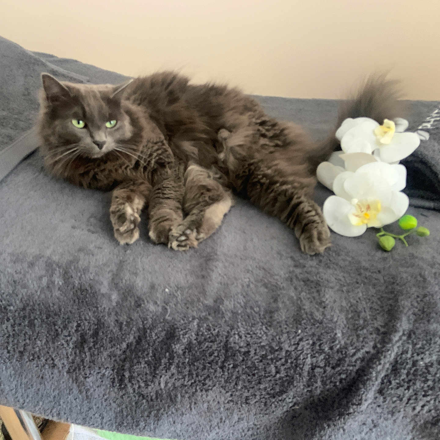 Myrtille participe au concours pour gagner de l'argent avec cette photo : abyssinian, animal, blanket, cat, couch, cushion, flower, flowerarrangement, flowerbouquet, furniture, geranium, homedecor, kitten, linen, manx, orchid, pet, petal, plant, spa