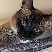 Mr.man joined the competition — help win amazing prizes! cat, siamese_cat, blue_eyes, whiskers, close_up, feline, pet, animal, fur, relaxing, indoor, portrait, cute, mammal, face, ears, nose, soft_light, texture, resting