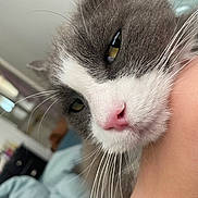 Mochi is registered to the contest to win money with this photo: cat, close_up, gray_and_white, pink_nose, whiskers, hand, relaxed, indoor, blurred_background, feline, pet, cozy, resting, face, soft, domestic_animal, cute, animal, content, companion