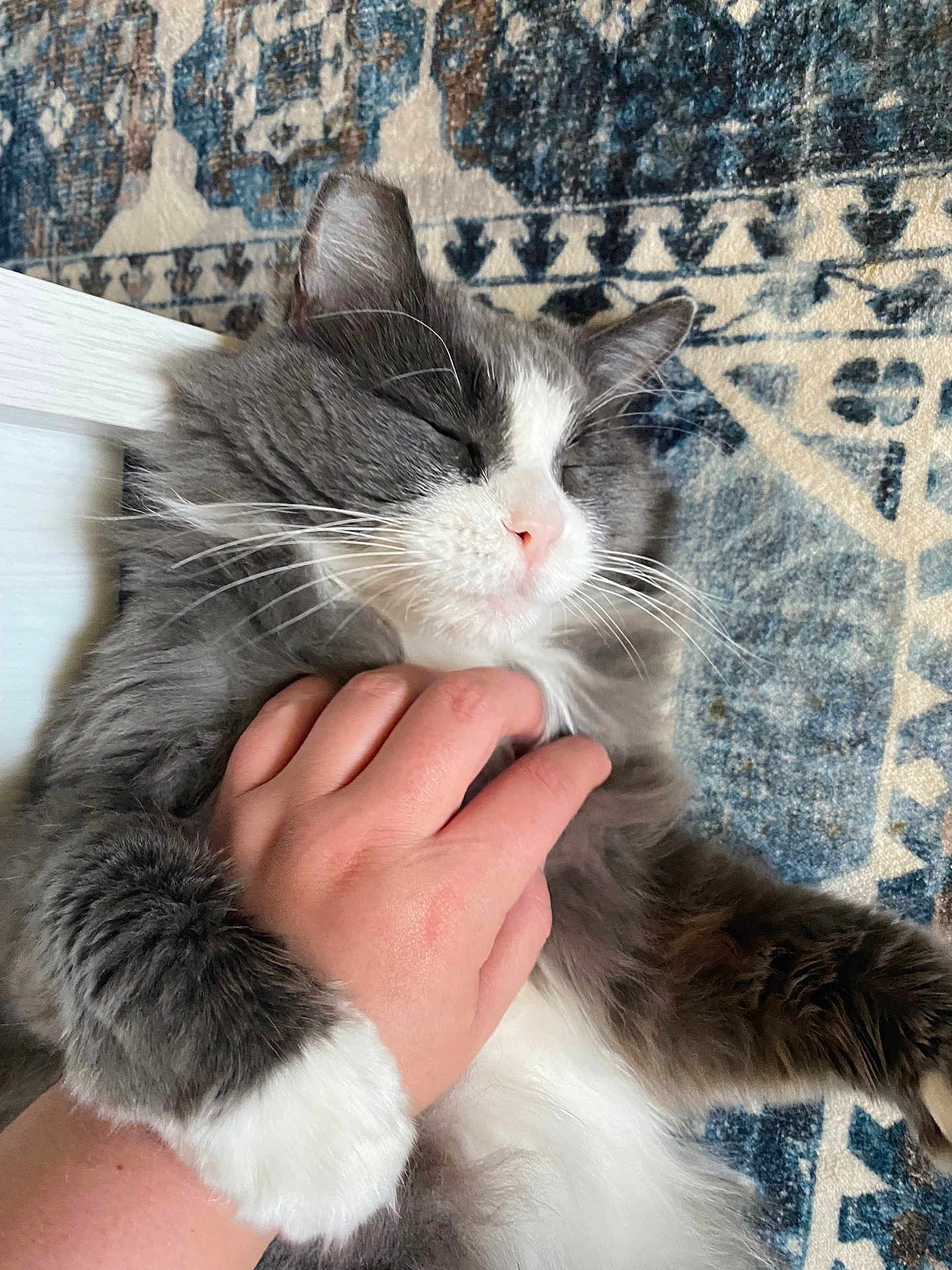 Mochi joined the competition — help win amazing prizes! cat, pet, hand, fur, gray, white, paw, comfort, relaxation, indoor, carpet, pattern, closeup, animal, domestic, cute, sleeping, affection, cozy, human