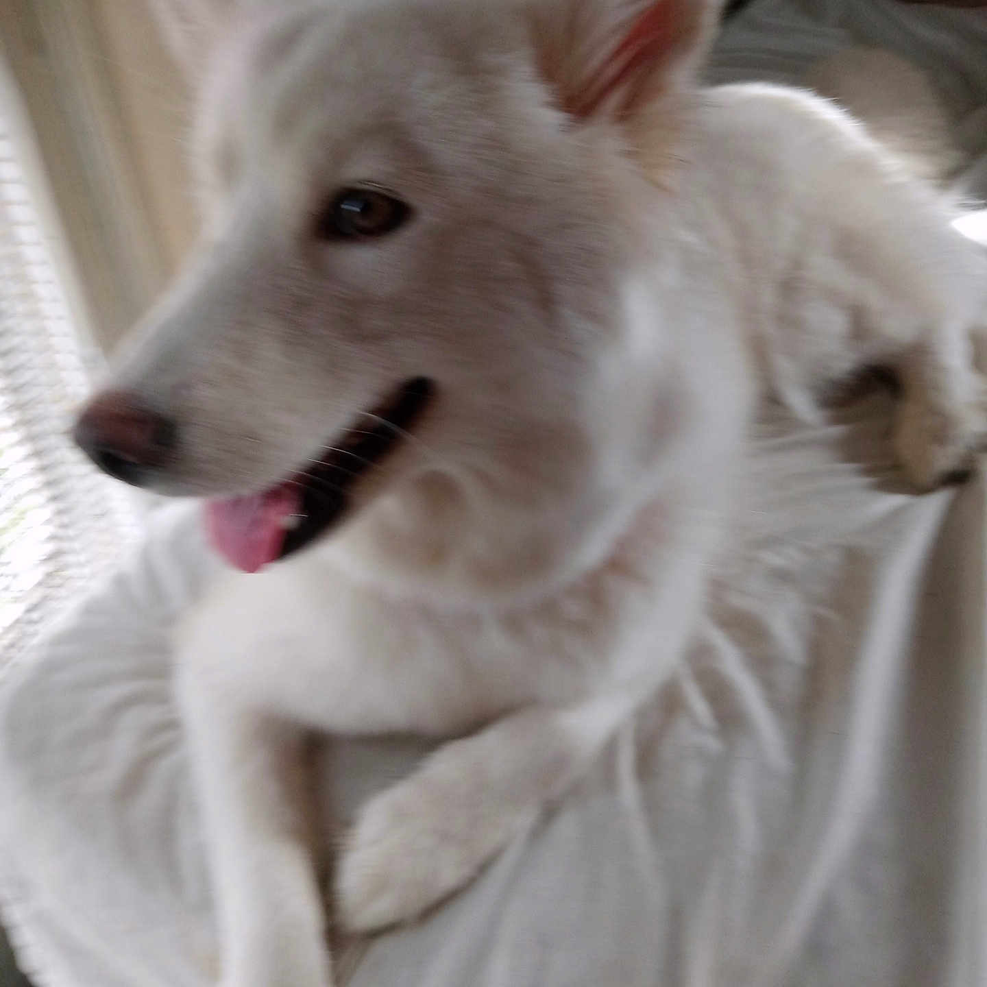 Jolene is registered to the contest to win money with this photo: animal, bodypart, canine, cat, dog, eskimodog, homedecor, husky, linen, mouth, person, pet, puppy, white, whitedog