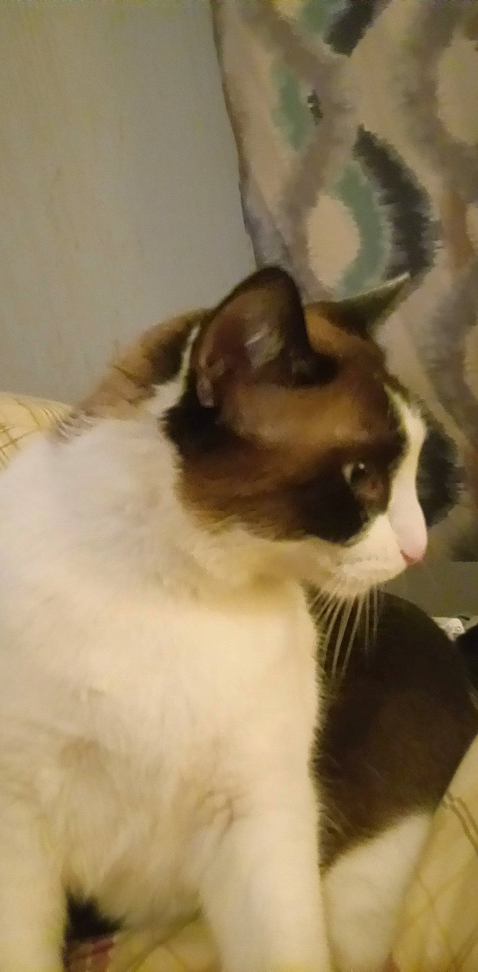 Bandit is registered to the contest to win money with this photo: carnivore, cat, domestic_short_haired_cat, felidae, formal_wear, fur, small_to_medium_sized_cats, snout, tail, terrestrial_animal, whiskers, window