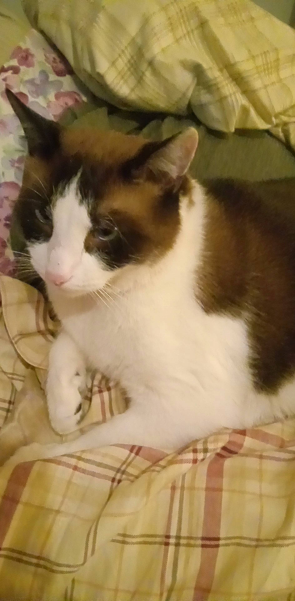 Bandit joined the competition — help win amazing prizes! carnivore, cat, comfort, domestic_short_haired_cat, felidae, fur, grass, pattern, plaid, small_to_medium_sized_cats, snout, tail, tartan, terrestrial_animal, whiskers