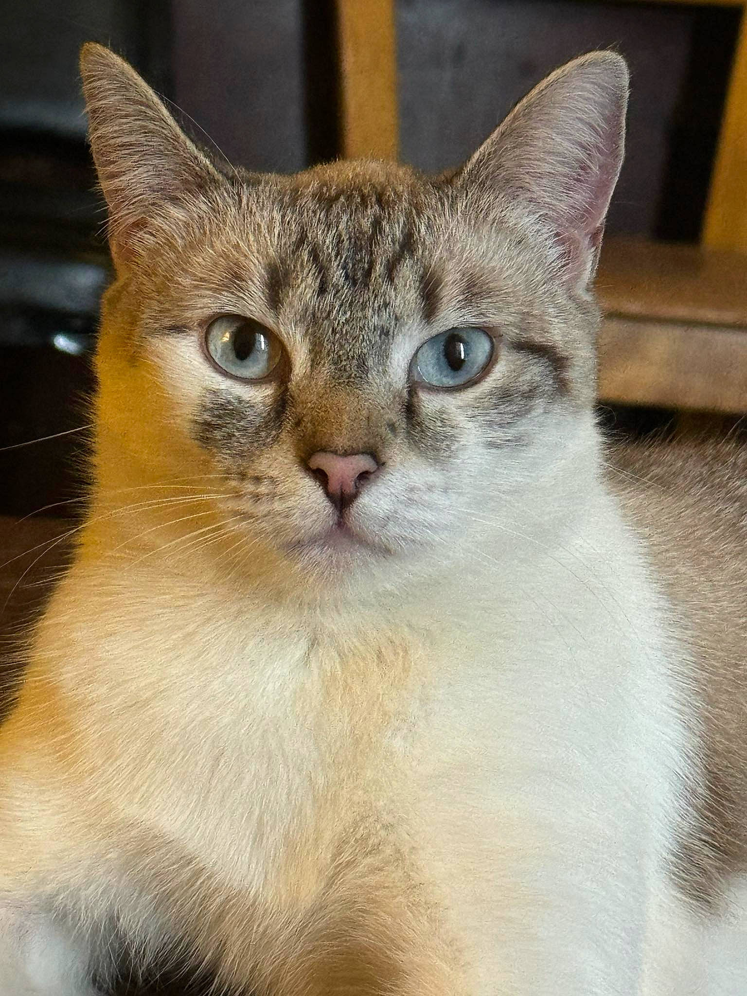 Smudge joined the competition — help win amazing prizes! carnivore, cat, domestic_short_haired_cat, fawn, felidae, fur, photo_caption, small_to_medium_sized_cats, snout, terrestrial_animal, whiskers, wildlife, window