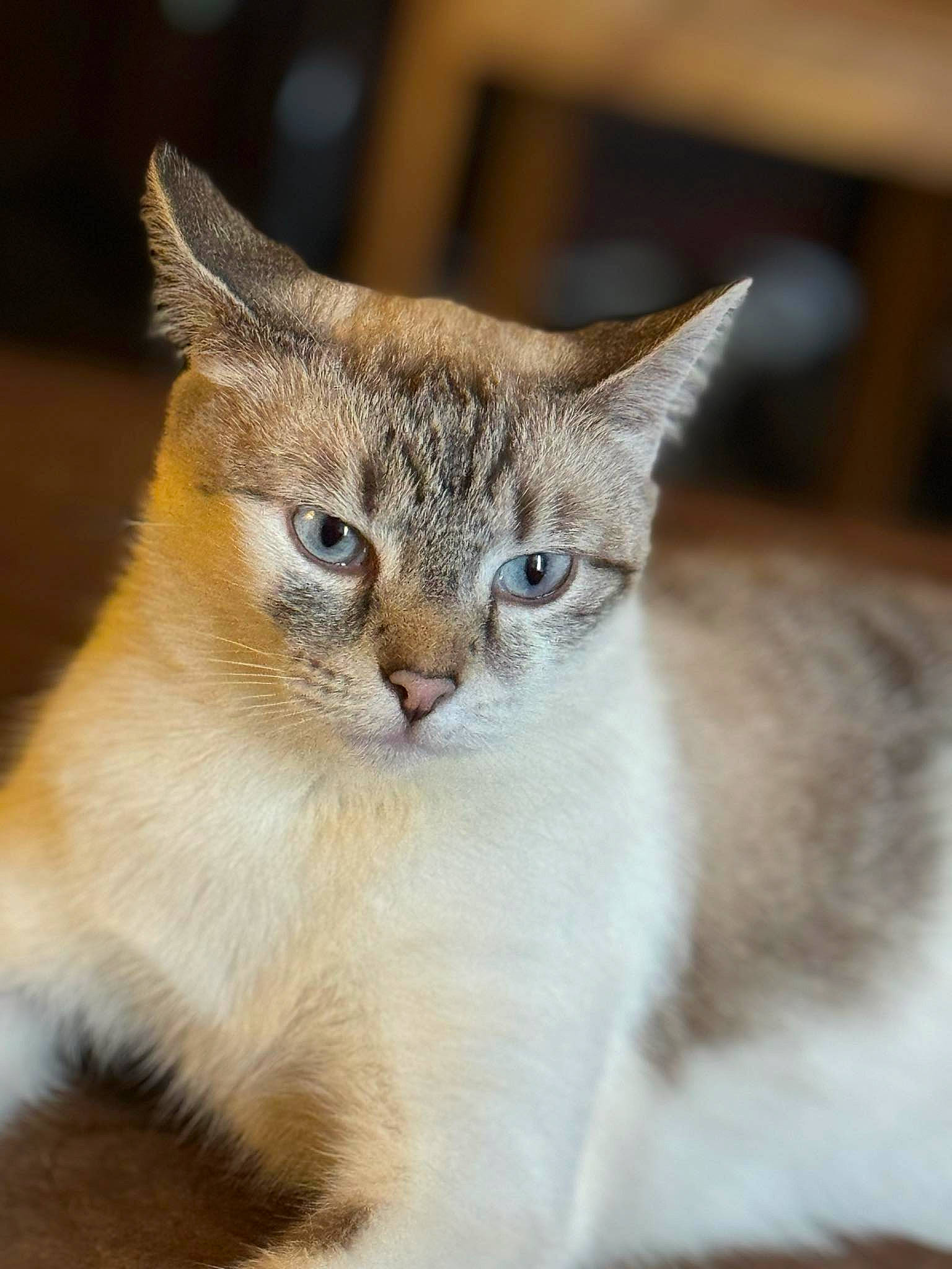 Smudge is registered to the contest to win money with this photo: carnivore, cat, domestic_short_haired_cat, fang, fawn, felidae, fur, pet_supply, small_to_medium_sized_cats, snout, tail, terrestrial_animal, whiskers, wildlife, window