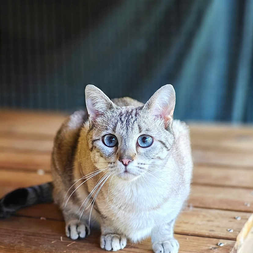 Zohra a rejoint le concours — aidez-le/la à gagner de superbes lots ! animal, blue_eyes, cat, close_up, curious, cute, domestic_cat, ears, feline, fur, indoor, looking, paws, pets, portrait, sitting, tabby, whiskers, wooden_surface, young_cat