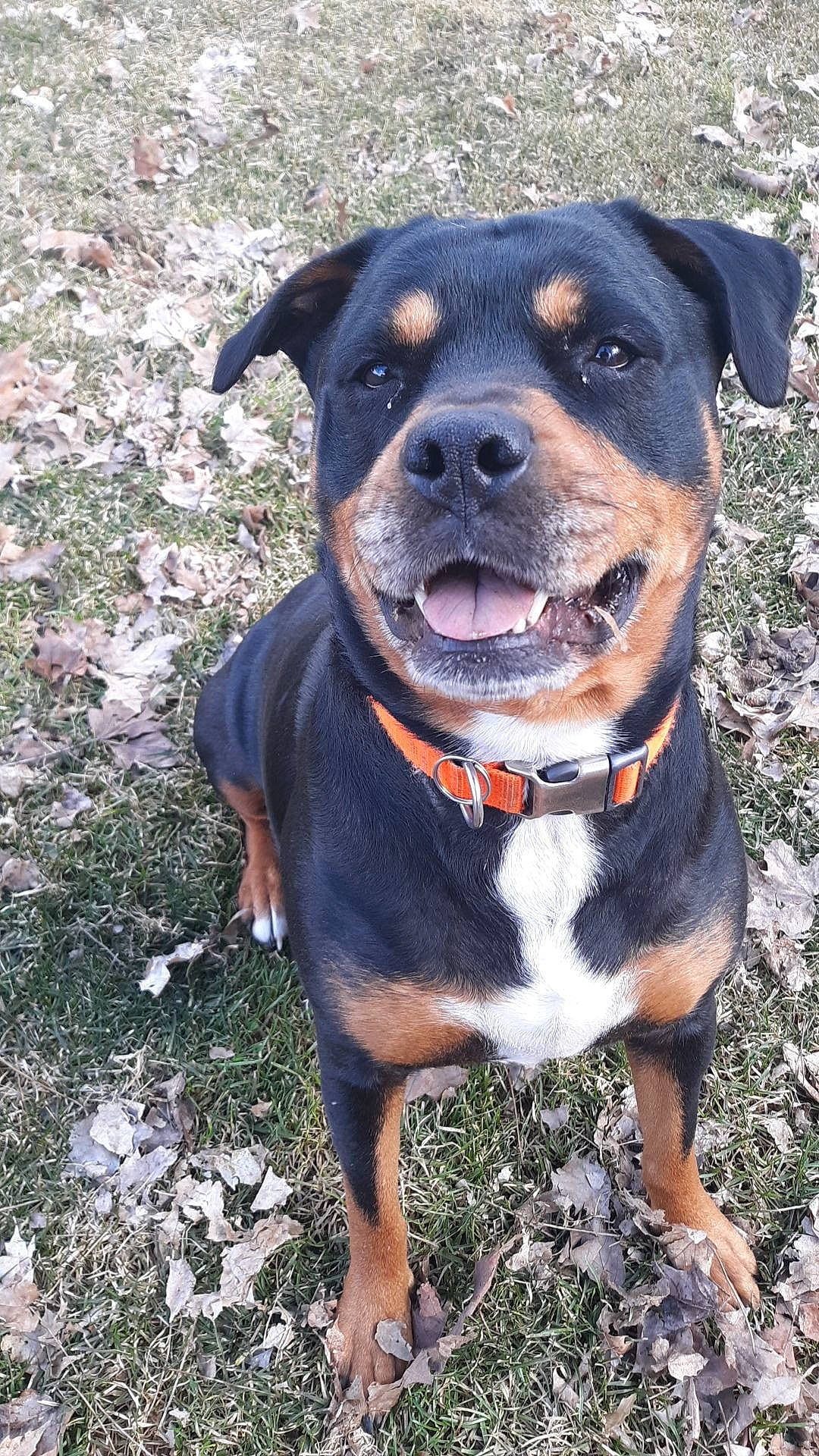 Maci is registered to the contest to win money with this photo: canidae, carnivore, collar, companion_dog, dog, dog_breed, dog_collar, electric_blue, fashion_accessory, fawn, grass, leash, personal_protective_equipment, pet_supply, plant, rottweiler, snout, sporting_group, whiskers, working_animal