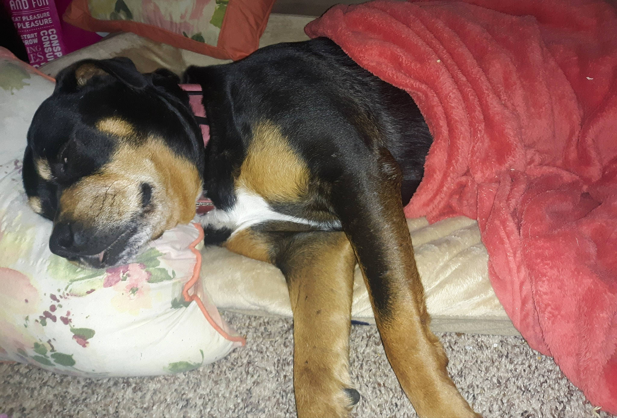 Maci is registered to the contest to win money with this photo: beaglier, carnivore, comfort, companion_dog, dog, dog_bed, dog_breed, dog_supply, fawn, flooring, guard_dog, hound, house, paw, scent_hound, snout, sporting_group, whiskers, working_animal, working_dog