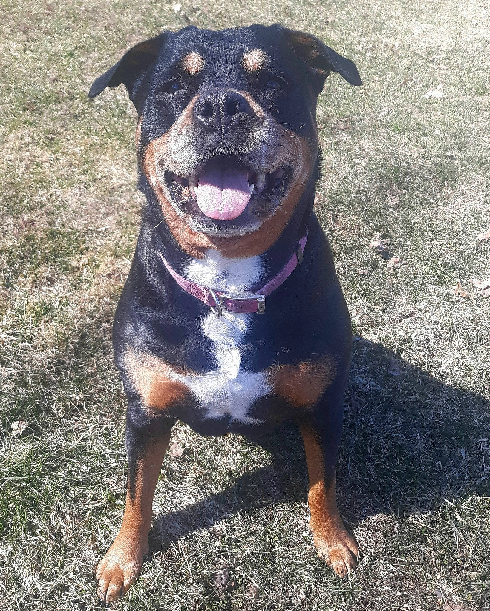 Maci is registered to the contest to win money with this photo: canidae, carnivore, collar, companion_dog, dog, dog_breed, dog_collar, fawn, fur, grass, guard_dog, leash, pet_supply, plant, rottweiler, snout, sporting_group, whiskers, working_animal, working_dog