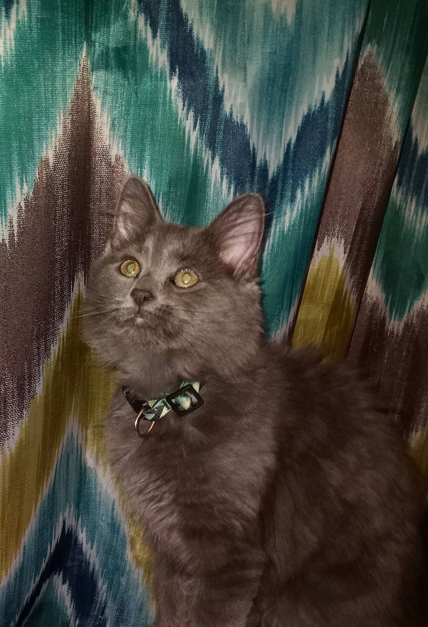 Maddie joined the competition — help win amazing prizes! art, art_paint, birman, carnivore, cat, domestic_short_haired_cat, drawing, electric_blue, felidae, fur, graphics, grey, illustration, painting, small_to_medium_sized_cats, tail, terrestrial_animal, visual_arts, whiskers