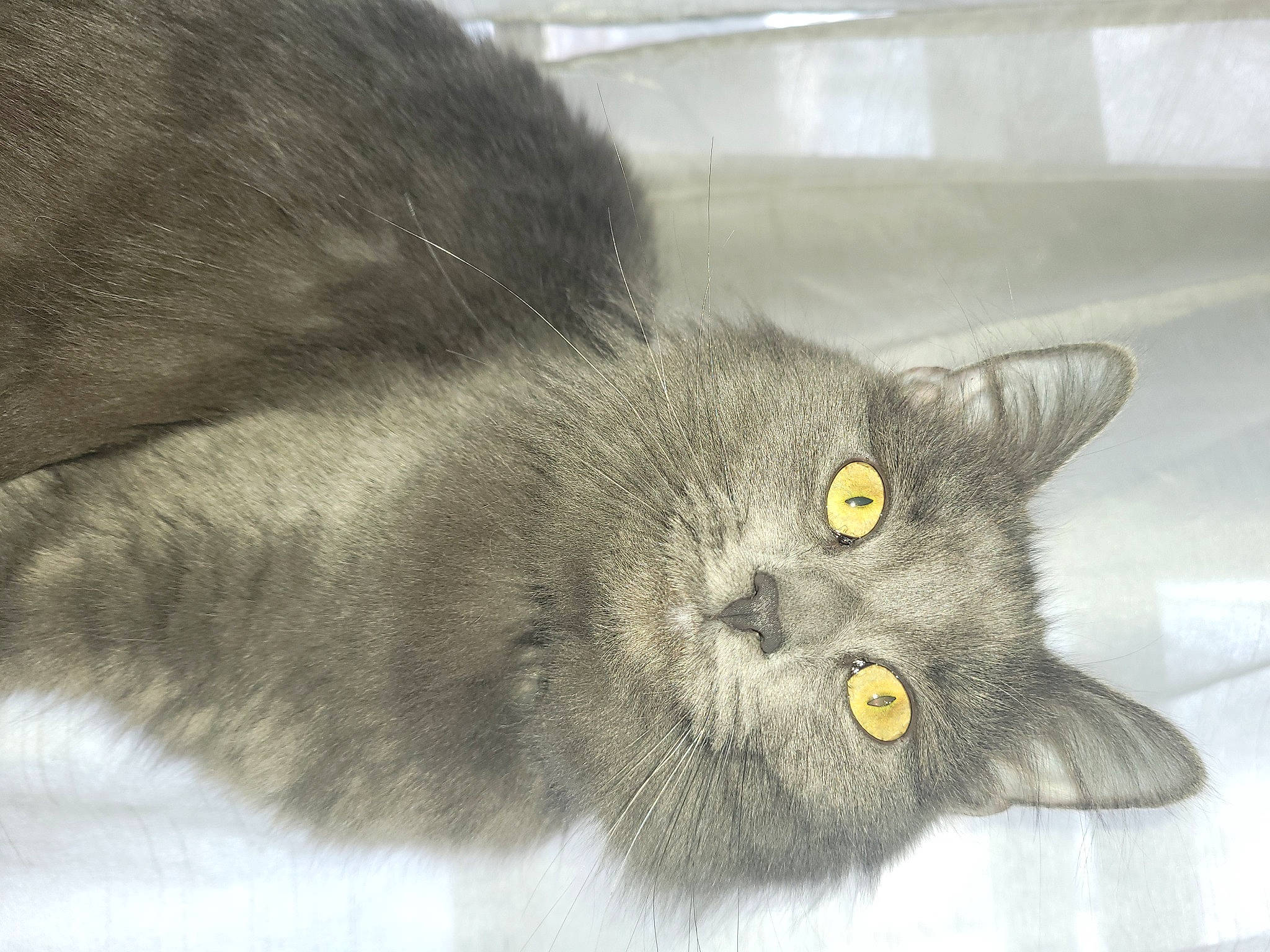 Maddie joined the competition — help win amazing prizes! black_cat, carnivore, cat, claw, domestic_short_haired_cat, felidae, fur, grey, small_to_medium_sized_cats, snout, tail, terrestrial_animal, whiskers