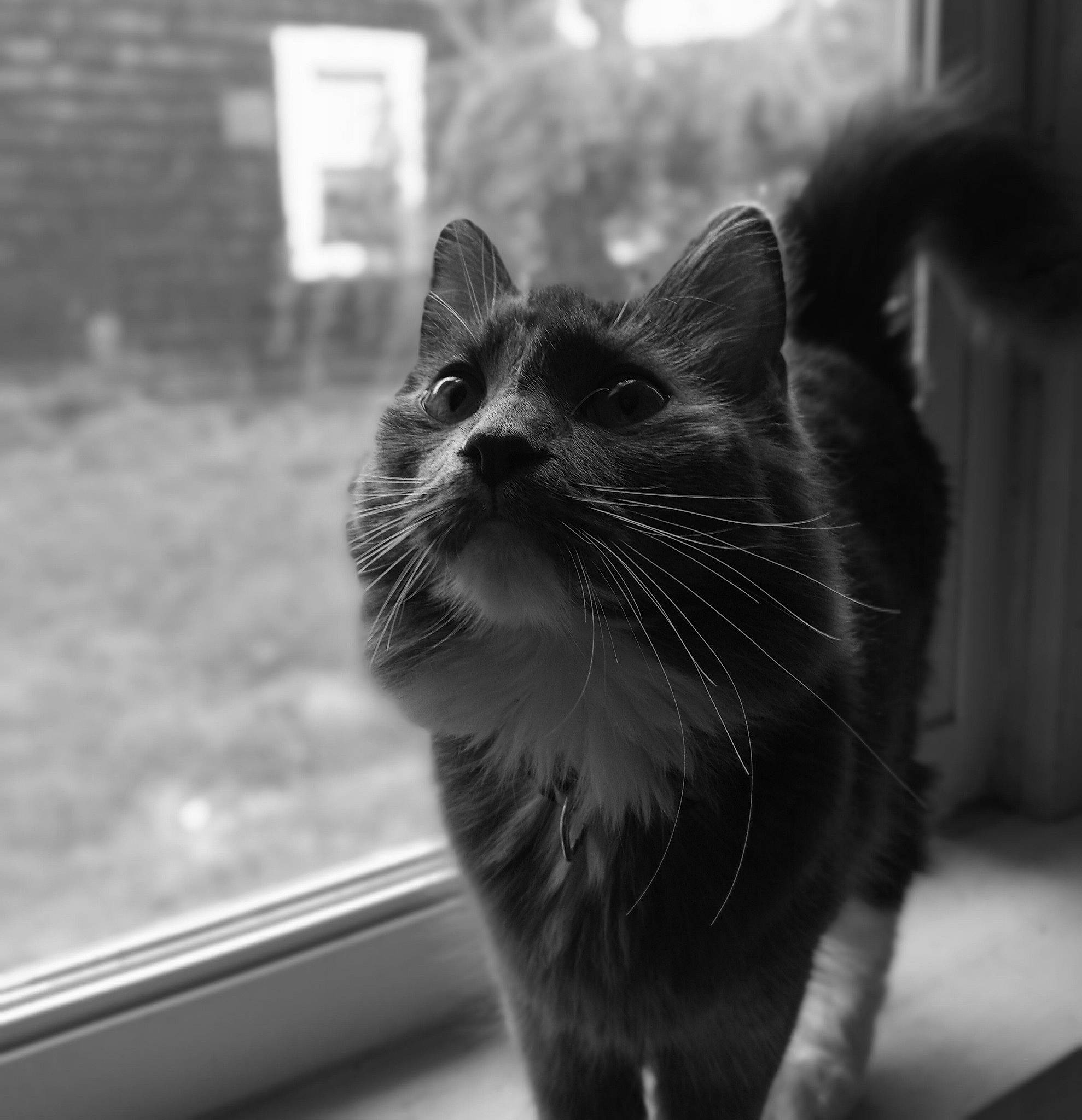 Kiki joined the competition — help win amazing prizes! beauty, black_and_white, carnivore, cat, close_up, domestic_short_haired_cat, felidae, fur, grass, grey, monochrome, monochrome_photography, plant, small_to_medium_sized_cats, snout, stock_photography, style, tints_and_shades, whiskers, window