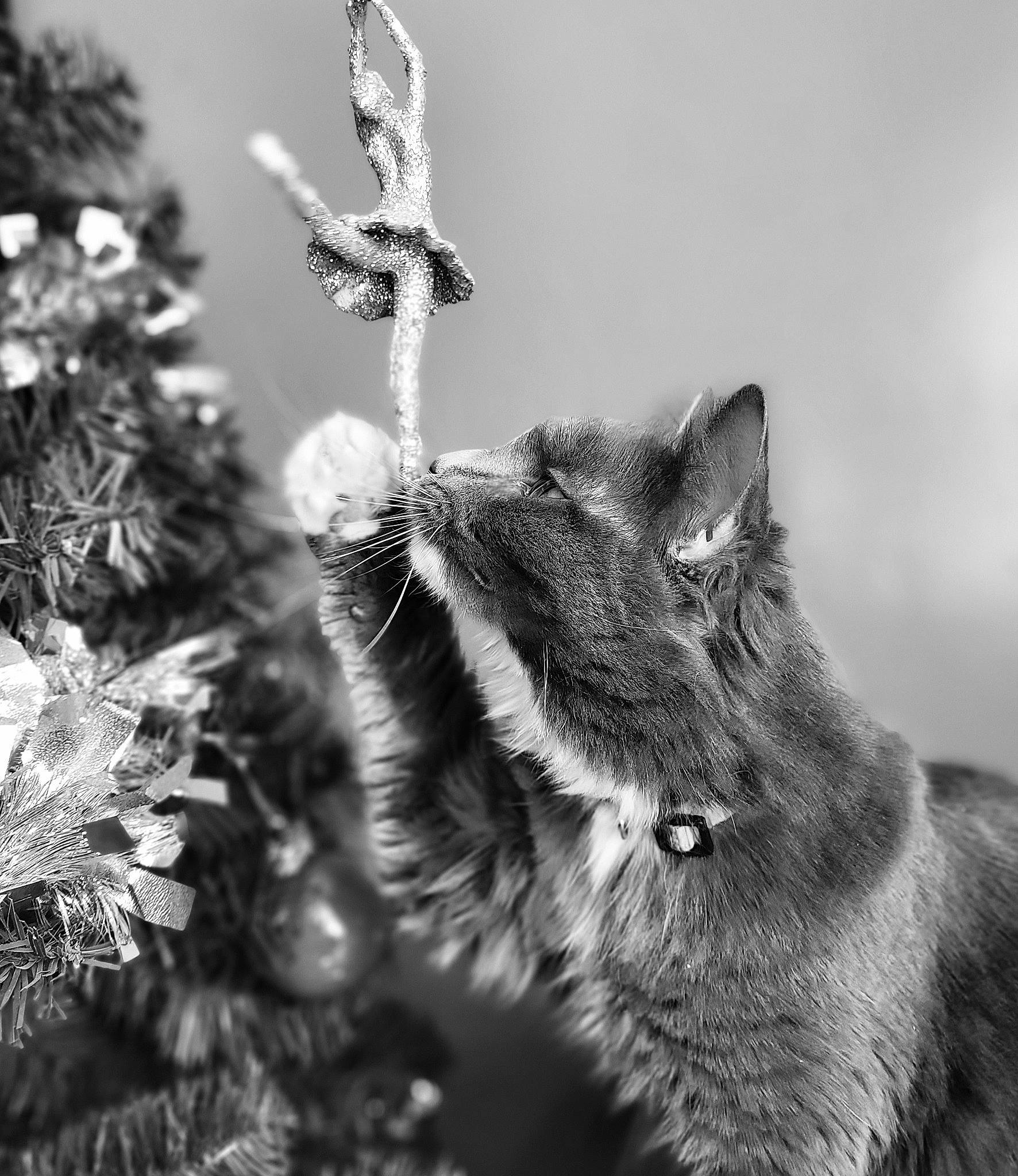 Kiki joined the competition — help win amazing prizes! black_and_white, carnivore, cat, christmas_ornament, christmas_tree, domestic_short_haired_cat, event, evergreen, felidae, grass, monochrome, monochrome_photography, ornament, plant, small_to_medium_sized_cats, snout, tail, tree, twig, whiskers