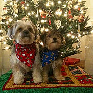 Teddy And Zach joined the competition — help win amazing prizes! dog, dogs, christmas_tree, holiday, decorations, ornaments, lights, bandana, red_bandana, blue_bandana, quilt, festive, pet, cute, indoors, celebration, christmas, fur, animal, seasonal