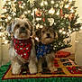 dog, dogs, christmas_tree, holiday, decorations, ornaments, lights, bandana, red_bandana, blue_bandana, quilt, festive, pet, cute, indoors, celebration, christmas, fur, animal, seasonal