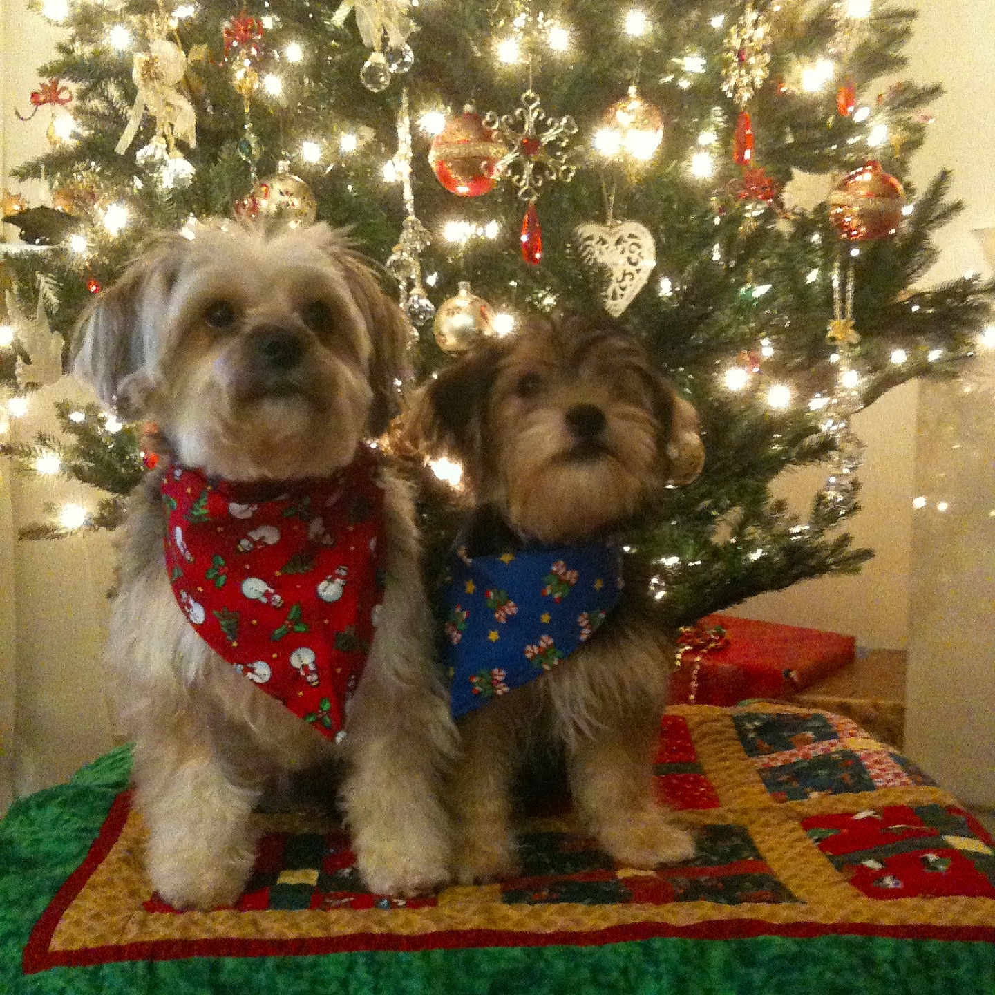 Teddy And Zach joined the competition — help win amazing prizes! animal, bandana, blue_bandana, celebration, christmas, christmas_tree, cute, decorations, dog, dogs, festive, fur, holiday, indoors, lights, ornaments, pet, quilt, red_bandana, seasonal