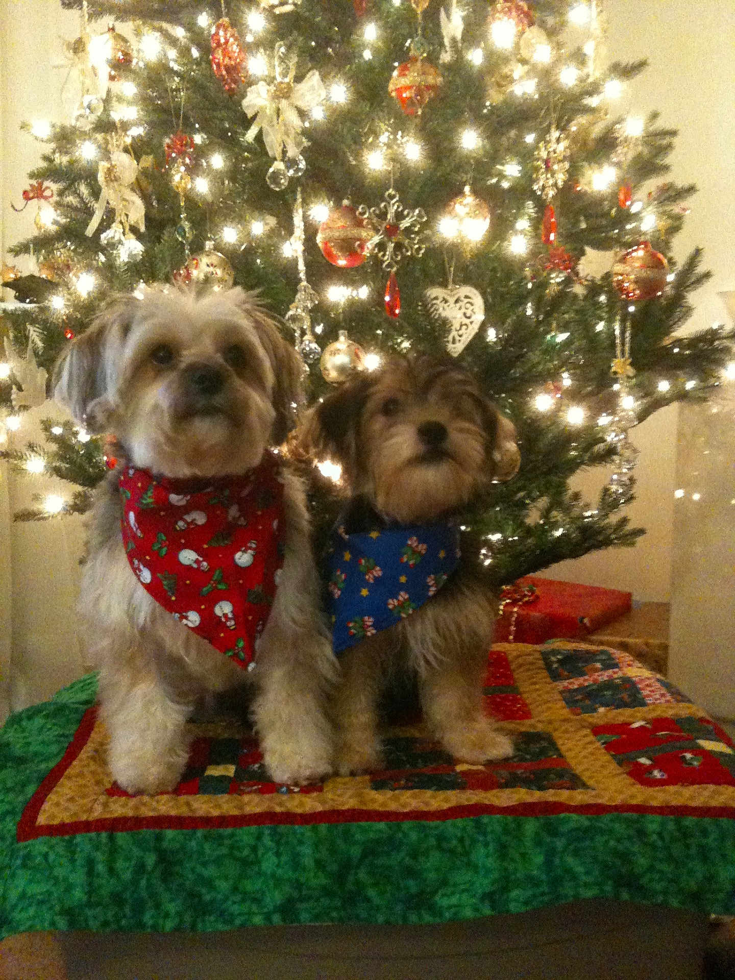 Teddy And Zach joined the competition — help win amazing prizes! dog, dogs, christmas_tree, holiday, decorations, ornaments, lights, bandana, red_bandana, blue_bandana, quilt, festive, pet, cute, indoors, celebration, christmas, fur, animal, seasonal