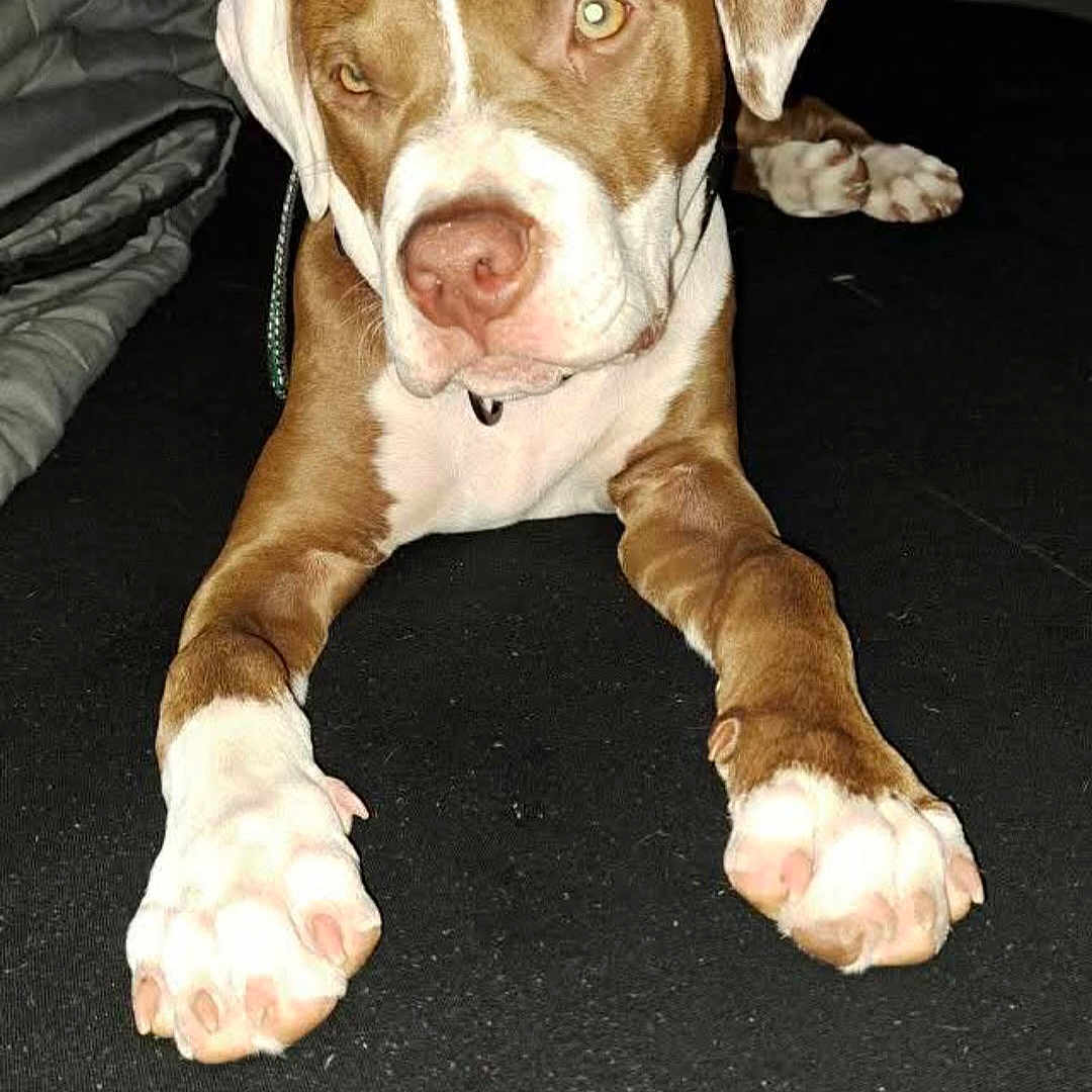 Thor is registered to the contest to win money with this photo: animal, brown, canine, closeup, cute, dog, domestic, ears, floor, fur, household, indoor, looking, lying_down, muzzle, paws, pet, portrait, resting, white