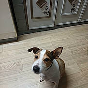 Jack participe au concours pour gagner de l'argent avec cette photo : dog, pet, indoor, floor, wooden_floor, kitchen, cabinet, brown, white, small_dog, ears, looking_up, animal, domestic, cute, companion, flooring, tile, home, waiting